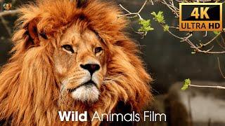 Wild Animals Film 4K Ultra HD
