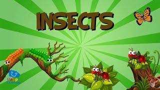 Insects  Educational Videos for Kids
