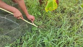  Shocking Snake Encounter  Unbelievable Moments in Nature #fishing #snake #fish #raselviper