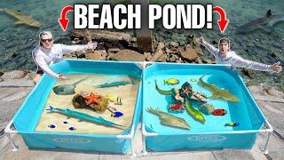 TIDE POOL SALTWATER POND Challenge With SEA CREATURES Found In BEACH ROCKS