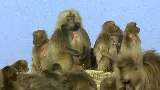 Gelada Baboon Sexual Tension  Battle of the Sexes in the Animal World  BBC Earth