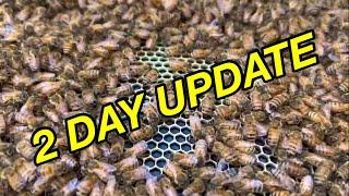 7 Frame APIMAYE  PREMIER Foundation  HIVE ALIVE  1st 2 days  How are the BEES?