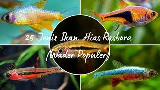 25 Jenis Ikan Hias Rasbora Wader Populer