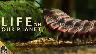 NEW CLIP  Arthropleura - The Giant Millipede Life On Our Planet