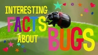 Interesting facts about bugs
