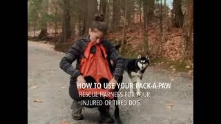 How to carry your injured dog out of the trail off a mountain with the Pack-A-Paw rescue harness