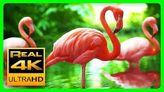 Breathtaking Colors of Nature in 4K Birds & Flowers - Sleep Relax Meditation Music - 2 hours UHD
