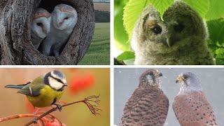 My Yorkshire Year  Discover Wildlife  Robert E Fuller