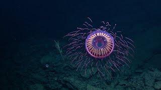 A Burst of Deep Sea Fireworks Halitrephes Jelly  Nautilus Live