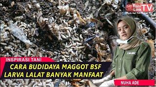 Belajar Budidaya Maggot BSF Bersama Peternak Muda