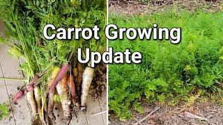 Update To Carrot Seed Germinating Video