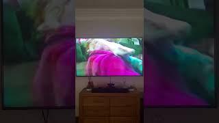 America’s Funniest Home Videos - Little boy grabs a pet birdpet bird puts feathers on the floor