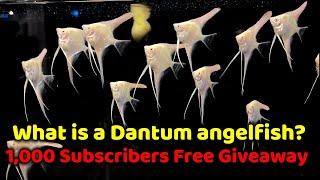 WHAT IS A DANTUM ANGELFISH + 1000 SUBSCRIBERS FREE GIVEAWAY