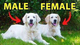Male vs. Female Golden Retriever 10 Differences Between Them