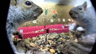 Chipmunk & Goliath the grey squirrel