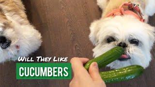 shih tzu Will They Like Cucumbers?