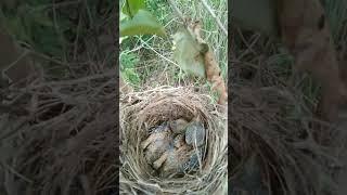 Birds nest  cute 