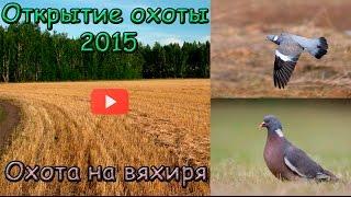 Открытие осенней охоты. Охота на дикого голубя - вяхиря. Часть 1. Autumn hunting.