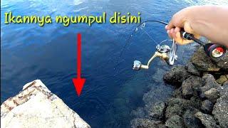 MANCING PINGGIRAN UMPAN CUMI-CUMI POTONG