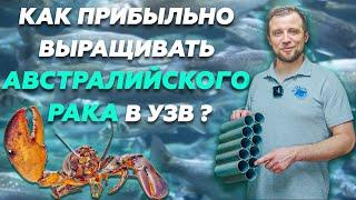 Обзор УЗВ ПО ВЫРАЩИВАНИЮ австралийского КРАСНОКЛЕШНЕГО РАКА  Бизнес идеи 2022