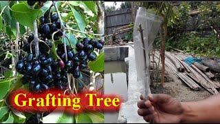 গোলাপ জাম গাছের কলম করার পদ্ধতি  Grafting Blackberry Tree Easy Method  Simple Grafting Techniques