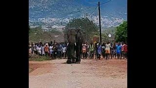 Wild Encounter Elephant Wanders into Matsulu