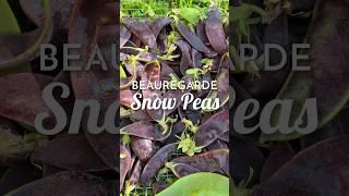 Grow purple snow peas for super antioxidants #garden #antioxidants #shorts