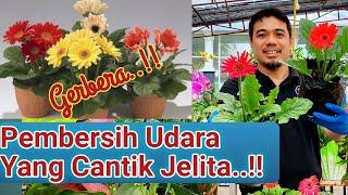 Panduan Lengkap.. Cara menanam dan merawat Bunga Gerbera Herbras Agar Sehat Subur dan Berbunga.