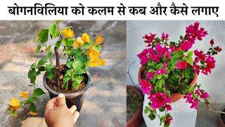 बोगनविलिया की कलम घर पे कैसे लगाए   How To grow Bougainvillea from cuttings