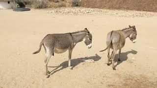 Hoofed Companions The Enchanting World of DonkeysBeyond the Bridle A Portrait of Donkey Majesty