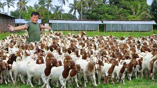 Brilliant Ideas for Raising Goats & Chickens on a Tiny Farm Discover My DIY Handfeed Goat Formula