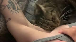 Cat licking armpit