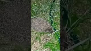 Ёж ням ням нямhedgehog om nom nom @Очумелые