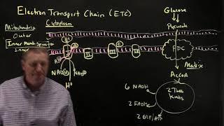 Electron Transport Chain