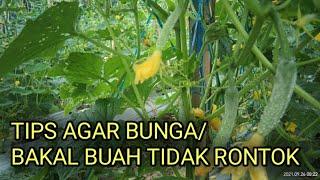 tips agar bunga atau bakal buah timun tidak rontokmenguning. #timunbatara. #panahmerah