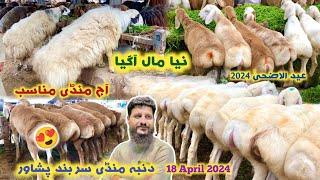 Dumba Mandi Peshawar New Updates 18042024  Turkey Balkhi Sheep Eid Ul Azha 2024 Price  Izhar Ali