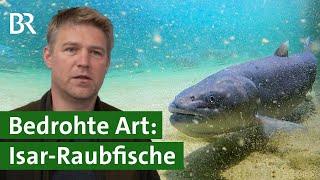 Huchen züchten für die Isar  Artenschutz  Unser Land  BR