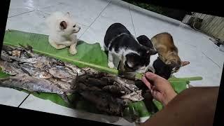 KEGIATAN AMAL KUCING LOKAL