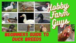 The Best Duck Breeds for Beginners