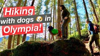 Olympia Rad HIKE Adventure with the Doggos  Mount Rose