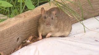 City fines woman 91 after she reports rat infestation outside home