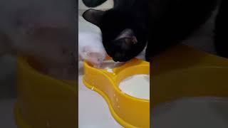 Baby cat drinking milk with his brother #kitten