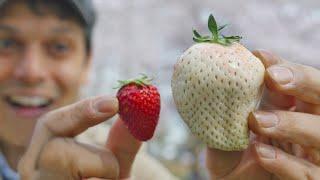 Japans White Strawberry Luxury Fruit Unboxing & Adventure  ONLY in JAPAN