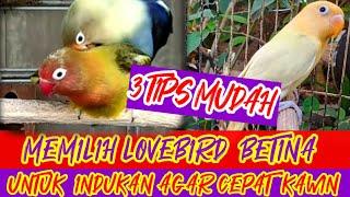 3 TIPS MUDAH MEMILIH LOVEBIRD BETINA UNTUK INDUKAN AGAR CEPAT K4WIN