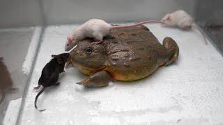 Giant African Bullfrog eats adult mice. Warning live feeding