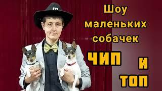 Шоу маленьких собачек ЧипитопияThe little dog show Chipitopia