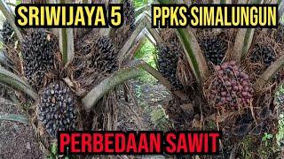 PERBEDAAN SAWIT SRIWIJAYA 5 vs PPKS SIMALUNGUN TANAM PADA AREAL MINERAL