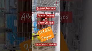 Parblue Pastelino x Albino Red Eyes  Business Feasibility #birds #parrot #lovebird #viral #trending