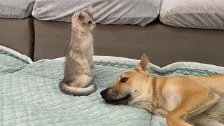 Does the puppy want to bite the kitten to death?Im a little worried.Cute animal .Funny cats dogs