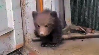 The lost bear cub cried in fear the man adopted it and was amazed when it grew up